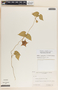 Dictyanthus ceratopetalus image