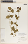 Dictyanthus ceratopetalus image