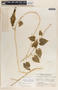 Dictyanthus ceratopetalus image