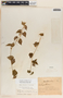 Dictyanthus ceratopetalus image