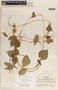 Dictyanthus ceratopetalus image