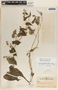 Cynanchum rensonii image