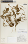 Cynanchum rensonii image