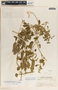 Cynanchum rensonii image