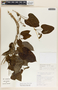 Cynanchum rensonii image