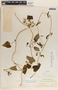 Cynanchum rensonii image