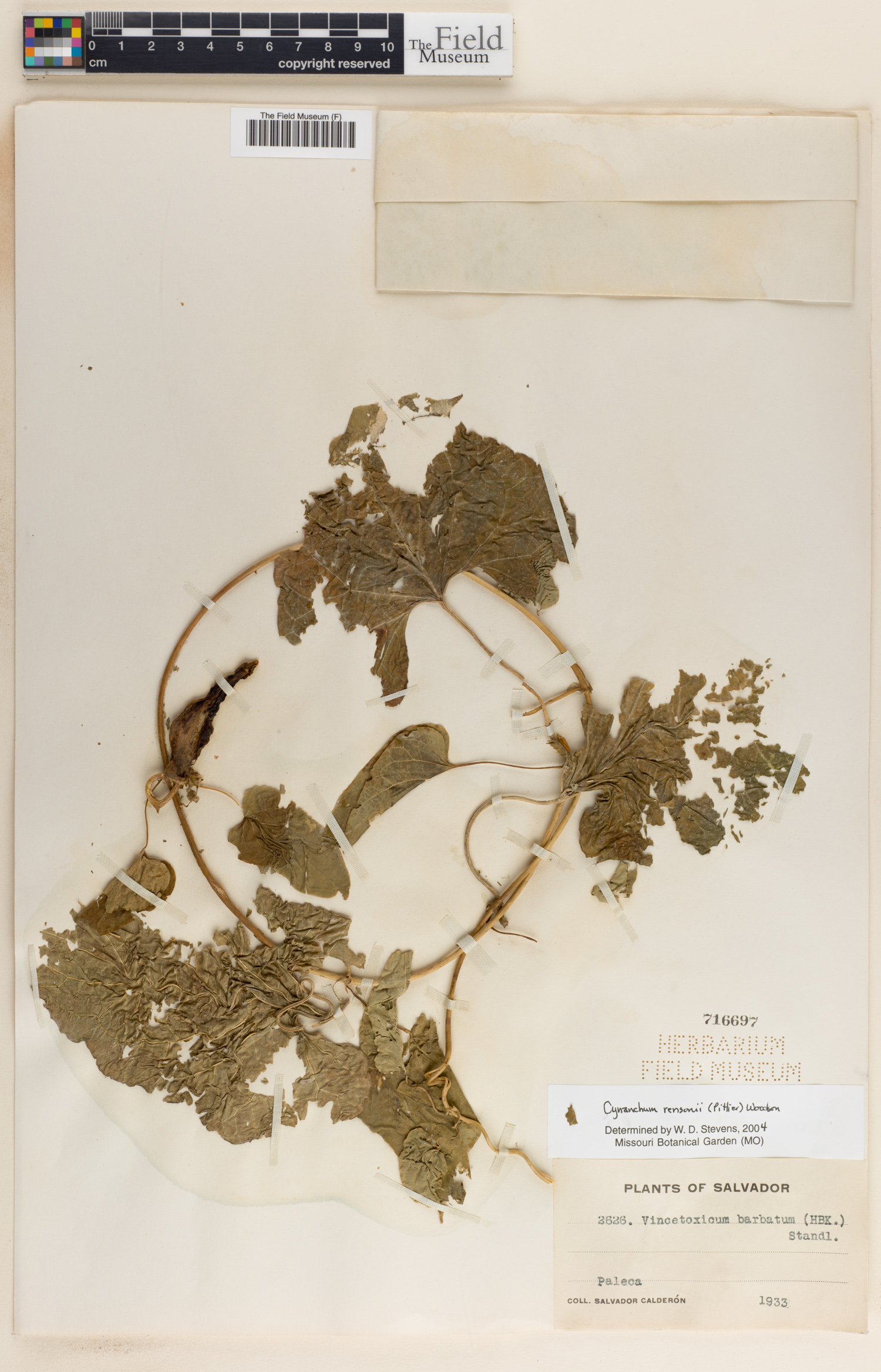 Cynanchum rensonii image