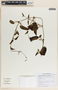 Cynanchum rensonii image