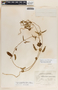 Cynanchum rensonii image