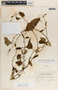 Cynanchum rensonii image