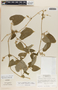 Cynanchum rensonii image