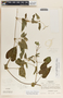 Cynanchum rensonii image