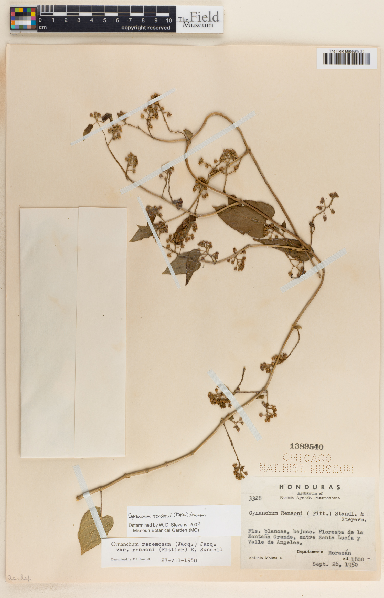 Cynanchum rensonii image