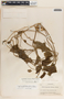 Cynanchum rensonii image