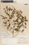 Cynanchum rensonii image