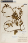 Cynanchum rensonii image