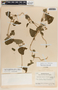 Cynanchum rensonii image