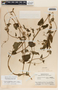 Cynanchum rensonii image