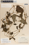 Cynanchum rensonii image