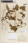Cynanchum rensonii image