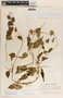 Dictyanthus ceratopetalus image