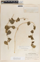 Dictyanthus ceratopetalus image