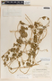 Dictyanthus ceratopetalus image