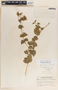 Dictyanthus ceratopetalus image