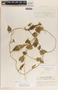 Dictyanthus ceratopetalus image