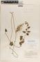 Dictyanthus ceratopetalus image
