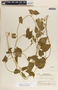 Dictyanthus ceratopetalus image