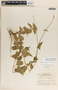 Dictyanthus ceratopetalus image