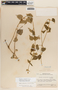Dictyanthus ceratopetalus image
