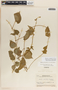 Dictyanthus ceratopetalus image