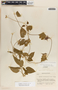 Dictyanthus ceratopetalus image