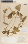 Dictyanthus ceratopetalus image
