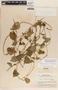 Dictyanthus ceratopetalus image