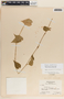Dictyanthus ceratopetalus image