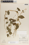 Dictyanthus ceratopetalus image