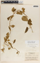Dictyanthus ceratopetalus image