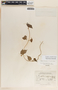 Dictyanthus ceratopetalus image