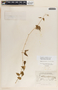 Dictyanthus ceratopetalus image