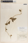 Dictyanthus ceratopetalus image