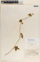 Dictyanthus ceratopetalus image
