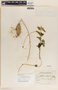 Dictyanthus ceratopetalus image