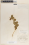 Dictyanthus ceratopetalus image