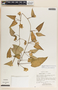 Dictyanthus hamatus image