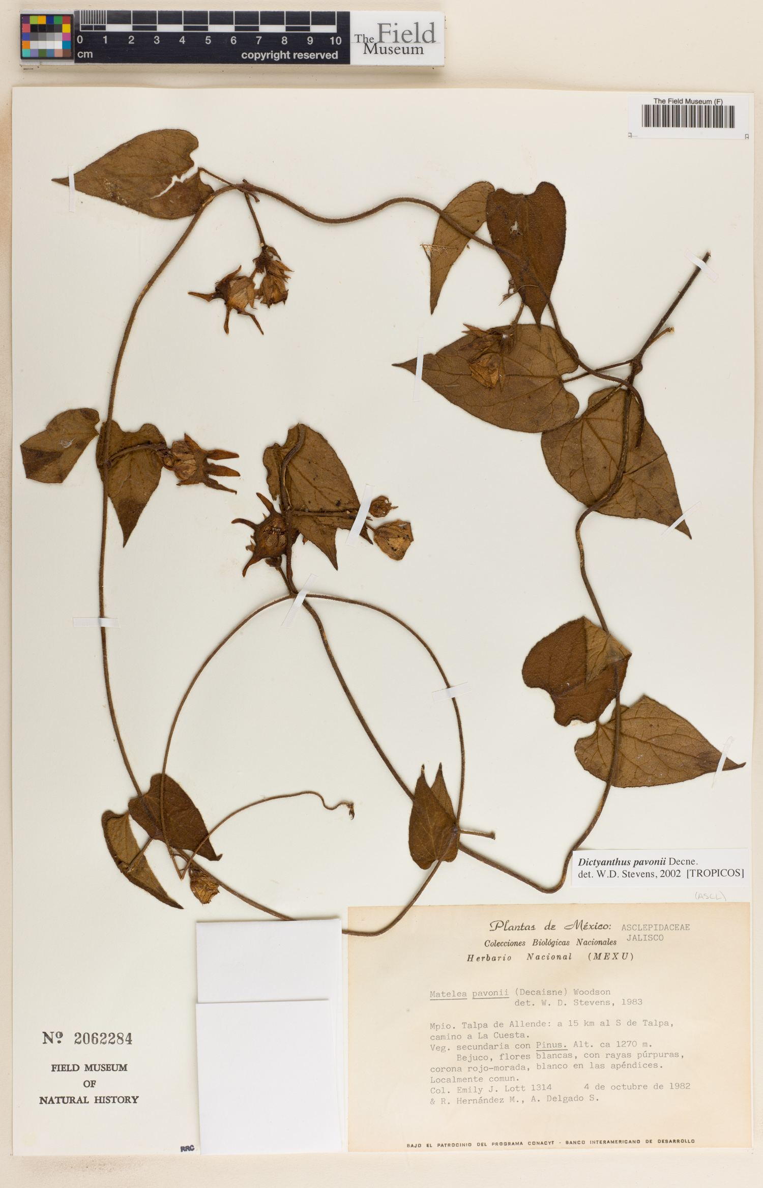 Dictyanthus pavonii image