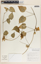 Dictyanthus tigrinus image