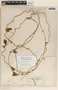 Dictyanthus yucatanensis image